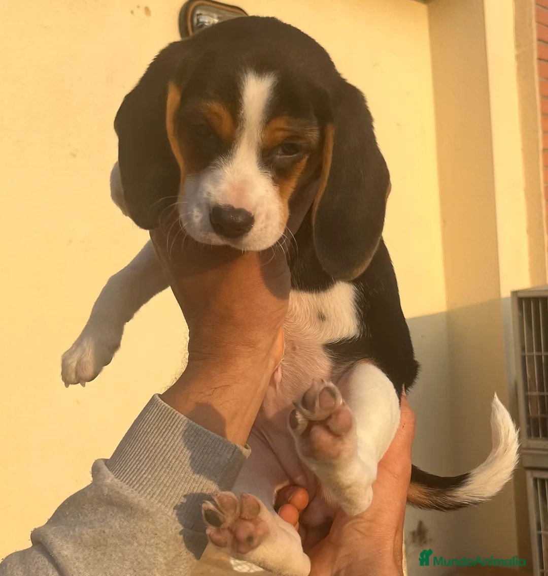 Beagle perros en venta: Beagles  - Anuncio 1