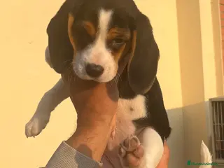 Beagle perros Beagles - Anuncio 1