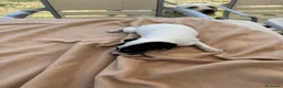 Ratonero Bodeguero Andaluz perros en venta: Cachorros bodeguero - Anuncio 4