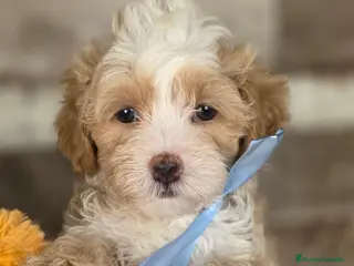 Maltipoo perros MALTIPOO - Anuncio 29