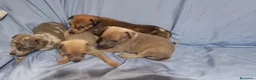 Raza Mixta perros en venta: Camada de Greyhuahua  - Anuncio 3