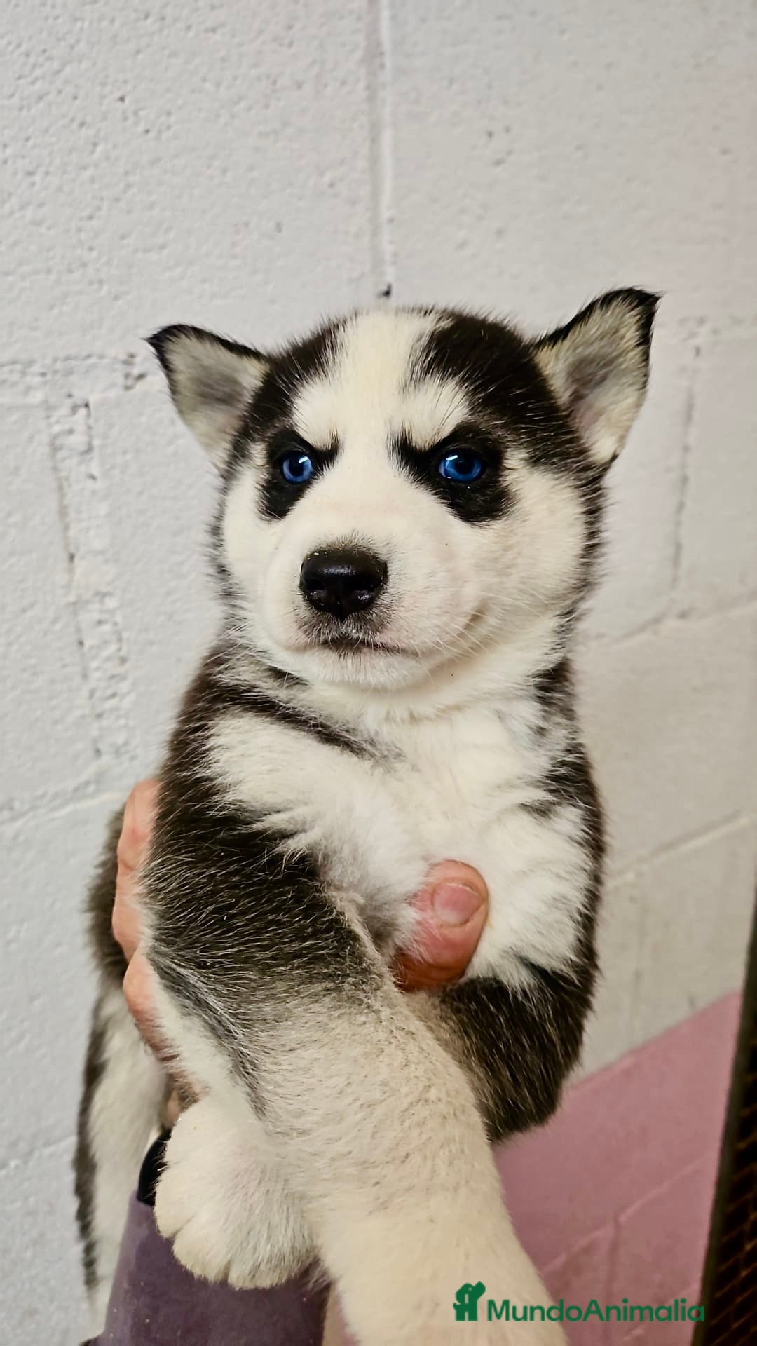 Husky Siberiano perros en venta: CAMADA DE HUSKY SIBERIANO - Anuncio 8