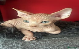 Sphynx gatos en venta: Sphynx de pura raza - Imagen 4