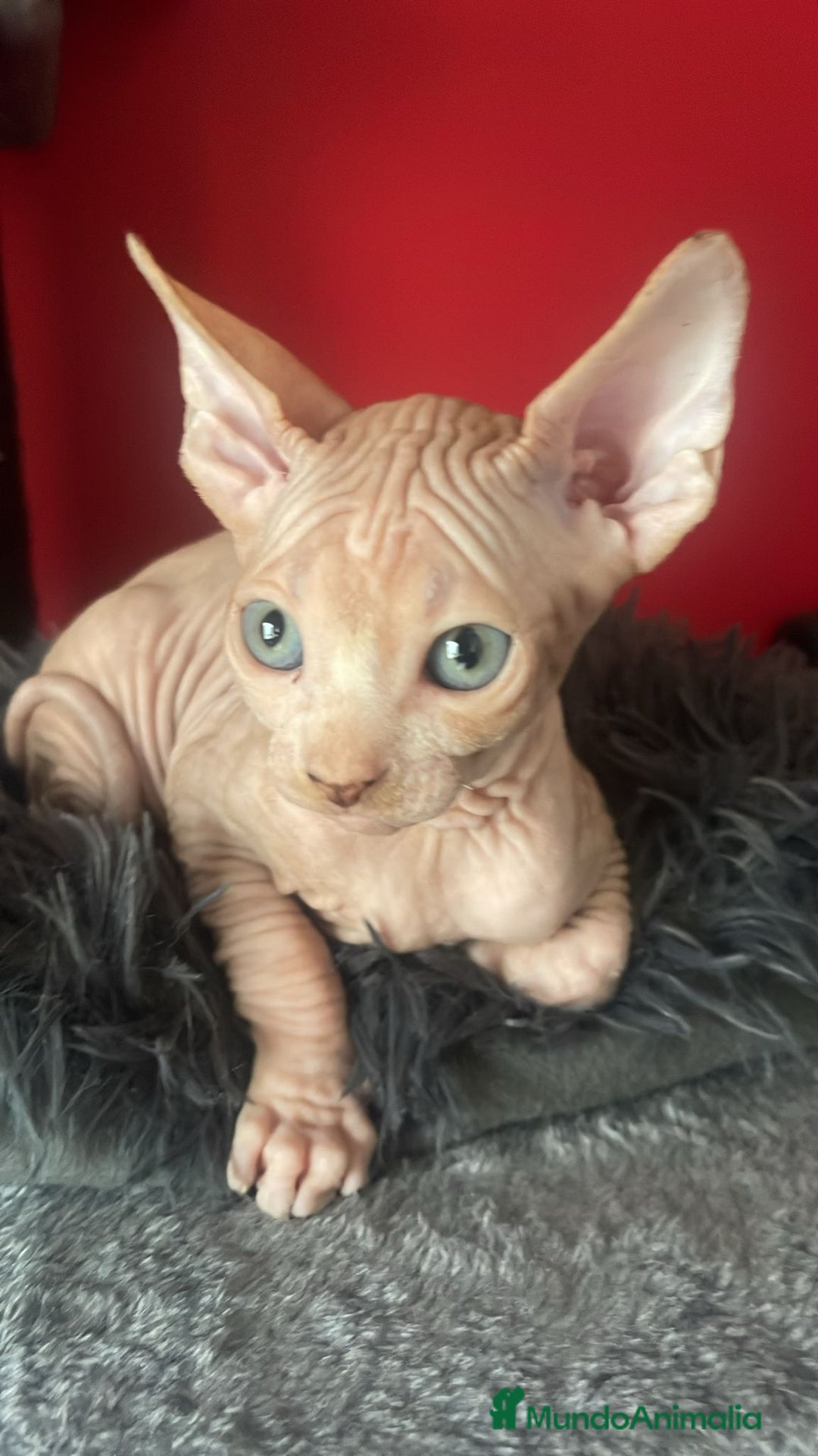 Sphynx gatos en venta: Sphynx de pura raza - Imagen 4