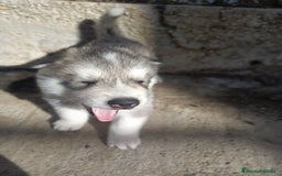 Husky Siberiano perros en venta: HUSKYS - Imagen 4