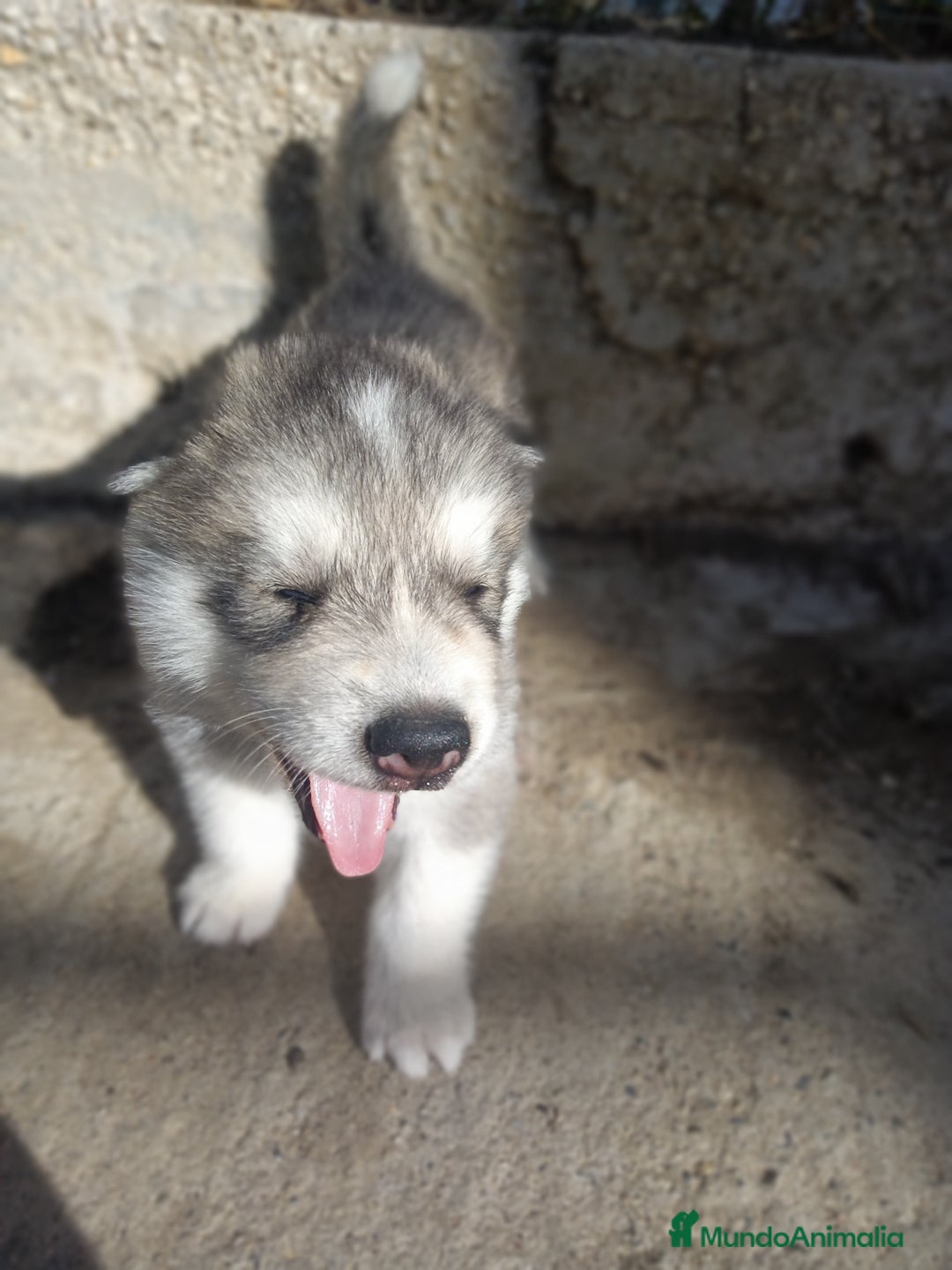 Husky Siberiano perros en venta: HUSKYS - Imagen 4