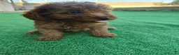Caniche Toy perros en venta: 🐩  Cachorros Caniche Toy  🐾 - Anuncio 2