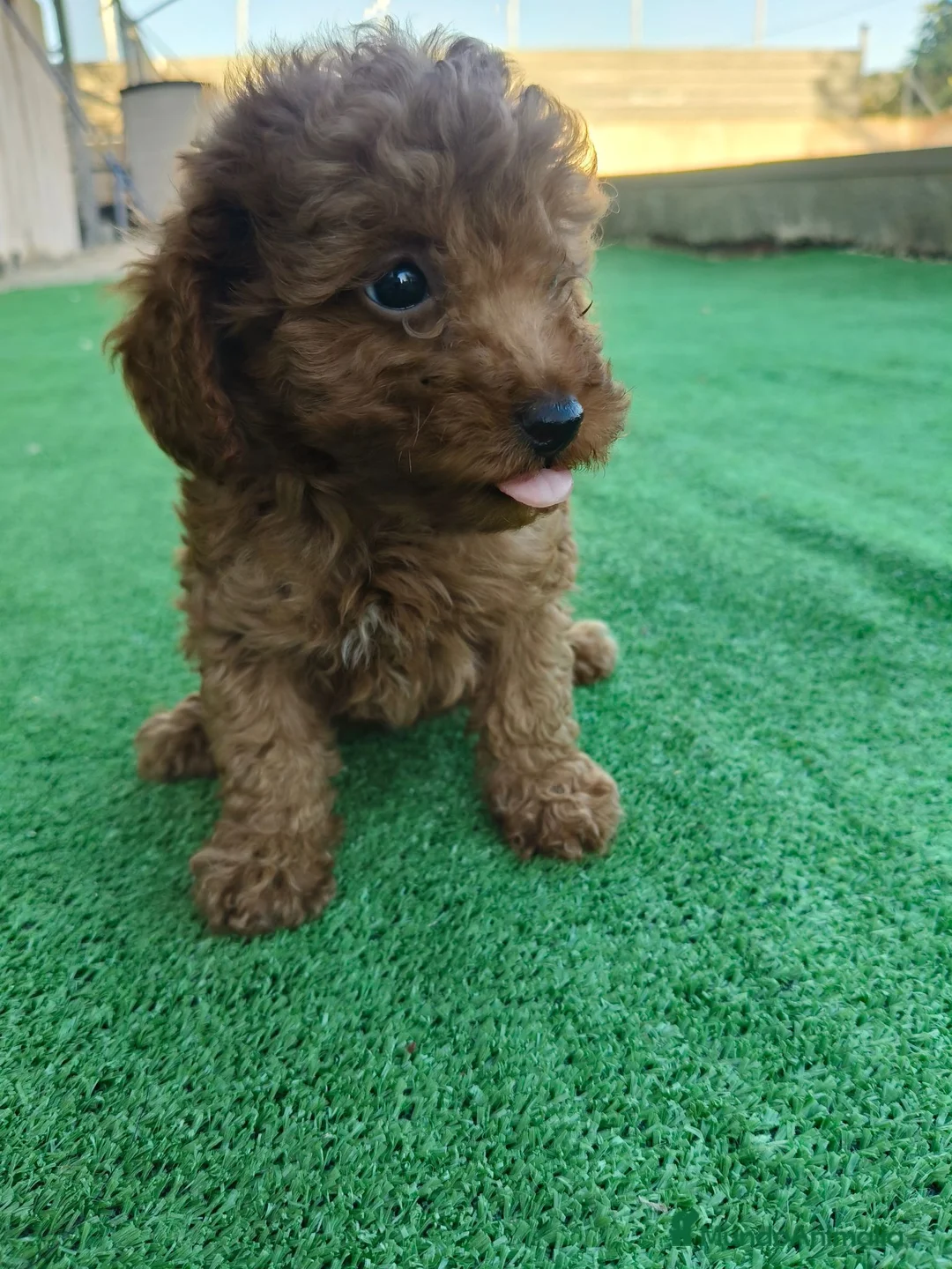Caniche Toy perros en venta: 🐩  Cachorros Caniche Toy  🐾 - Anuncio 2