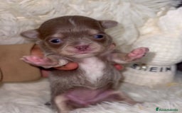 Chihuahua perros en venta: PRECIOSA CHIHUAHUA PELO LARGO - Imagen 3