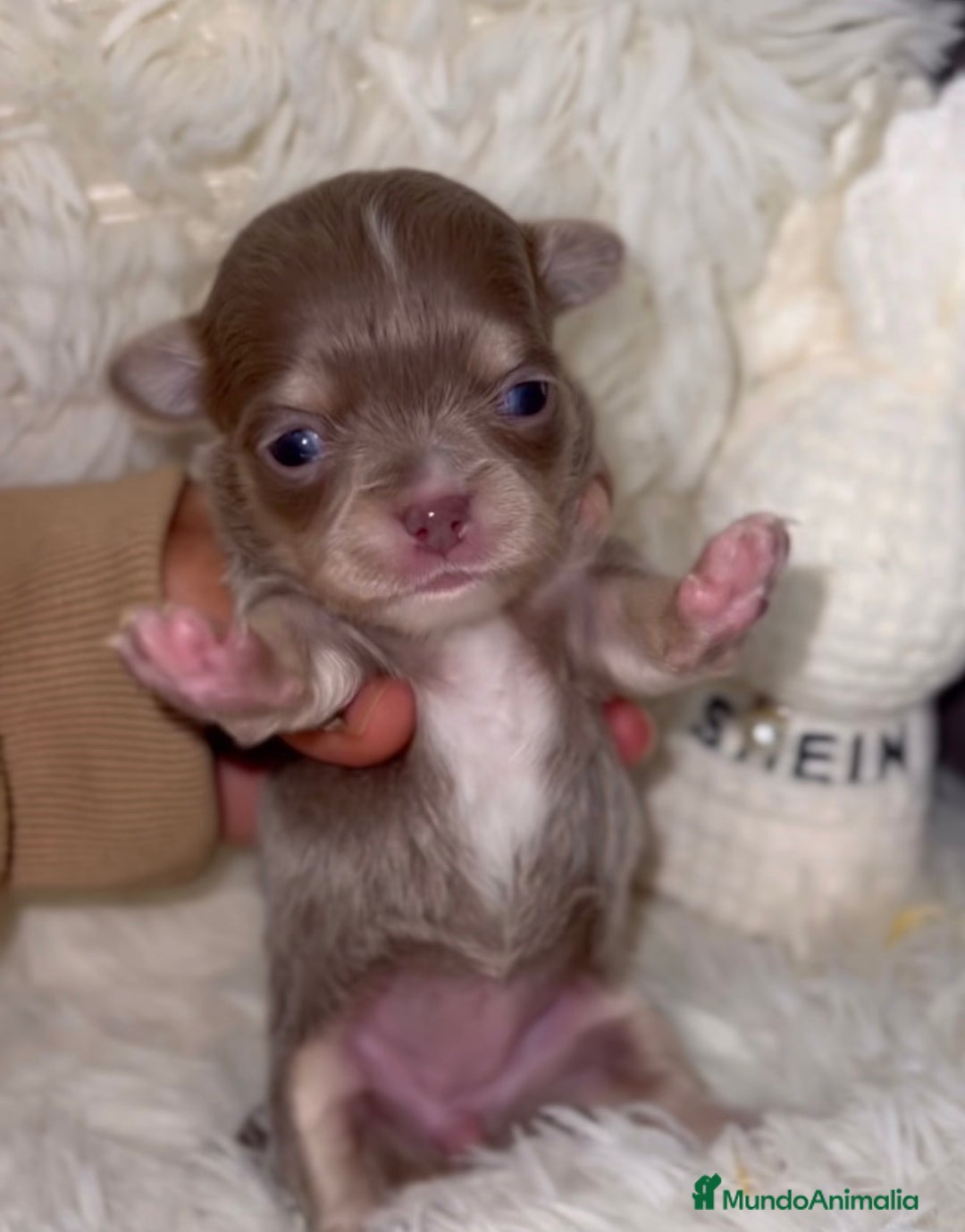 Chihuahua perros en venta: PRECIOSA CHIHUAHUA PELO LARGO - Imagen 3