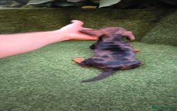 Teckel Miniatura perros en venta: teckel arlequín bronce  - Imagen 7