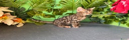Bengalí gatos en venta: Gato bengali - Anuncio 3