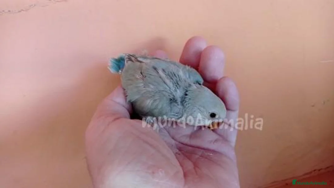 Imagen de galería {{count}}