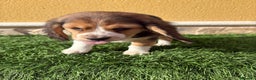 Beagle perros en venta: Espectacular cachorro de Beagle - Anuncio 22