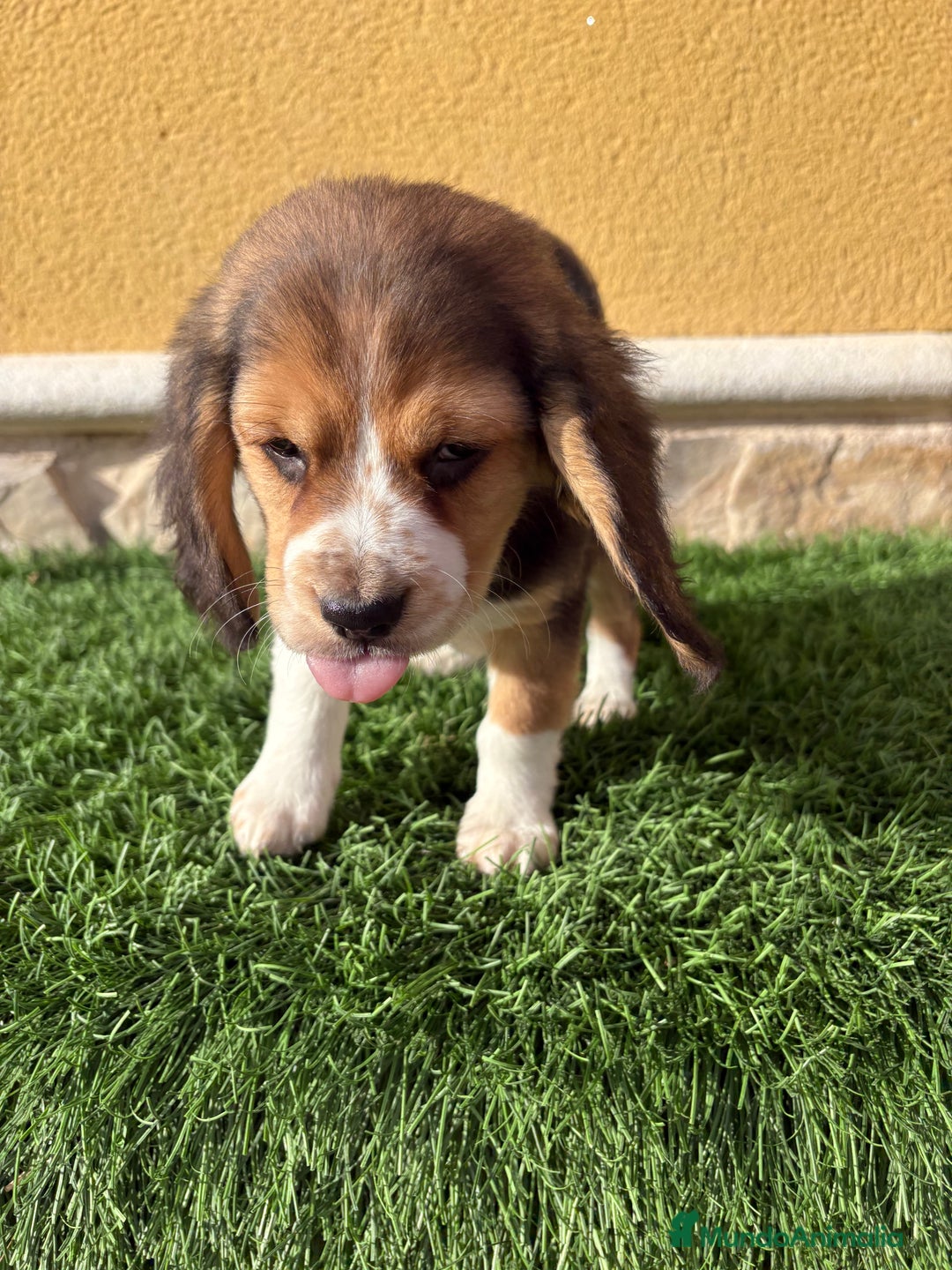 Beagle perros en venta: Espectacular cachorro de Beagle - Anuncio 22
