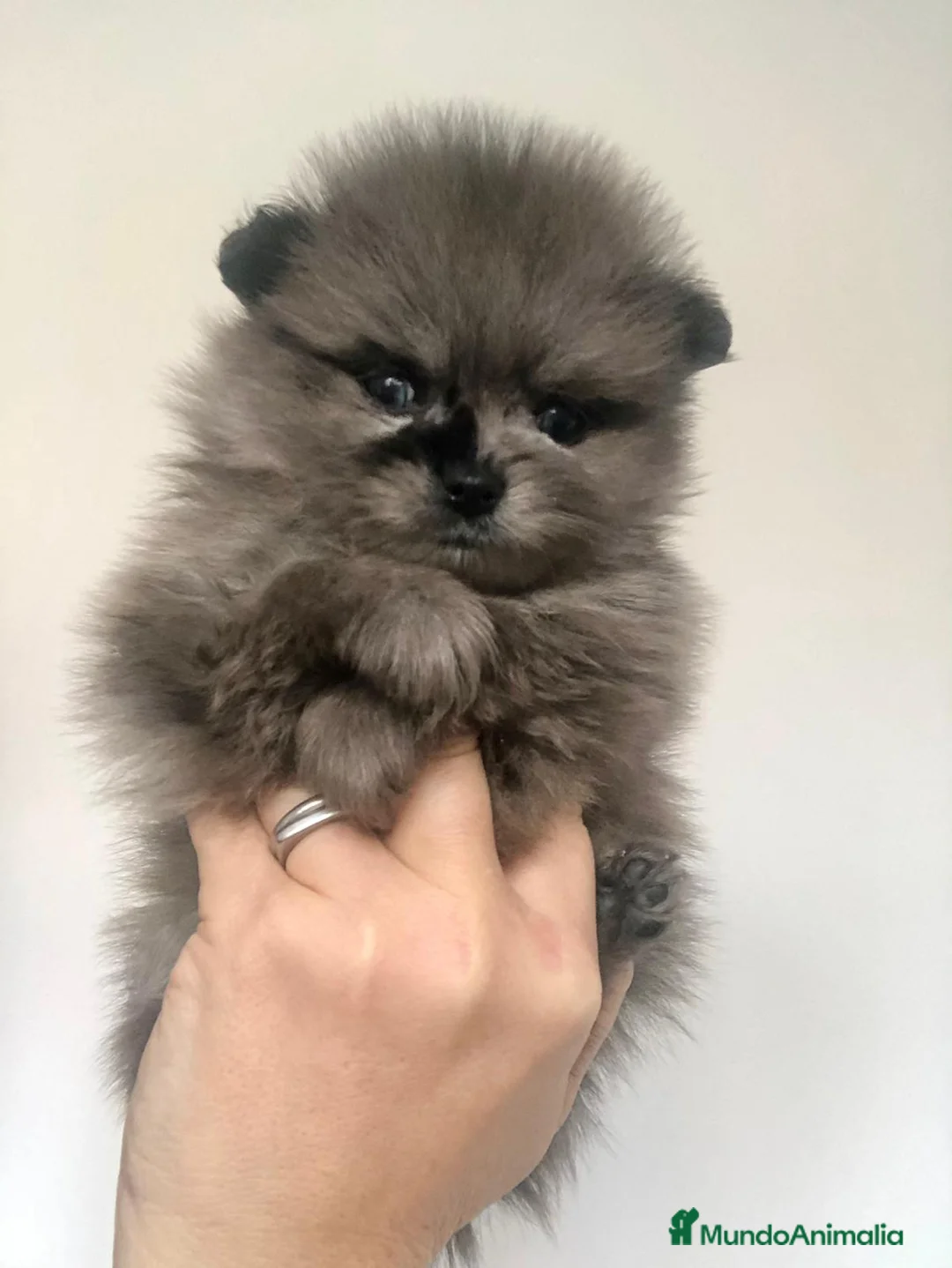 Pomerania perros en venta: Pomerania mini merlé  - Anuncio 2