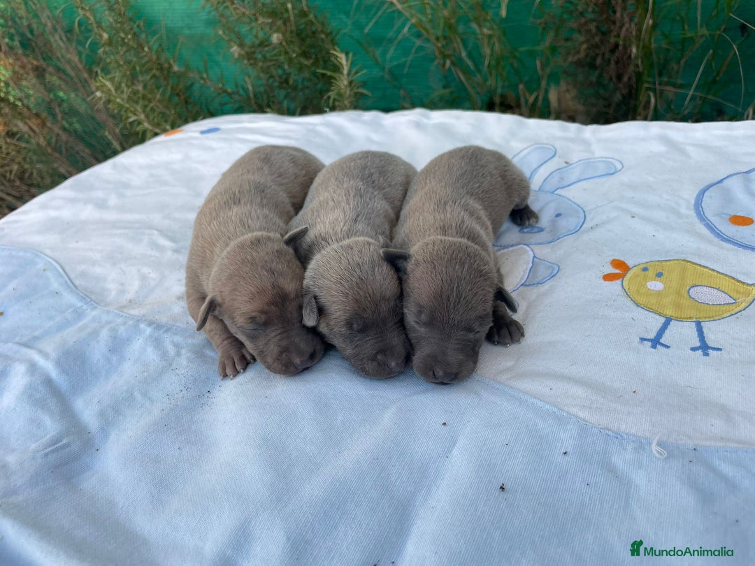 Whippet perros en venta: Nueva camada WHIPPET BLUE - Anuncio 1