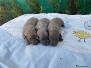 Whippet perros Nueva camada WHIPPET BLUE - Anuncio 30