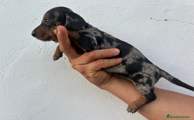 Teckel Miniatura perros - Propaganda 1