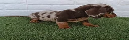Teckel Miniatura perros en venta: Cachorro de Teckel arlequín chocolate miniatura  - Anuncio 6