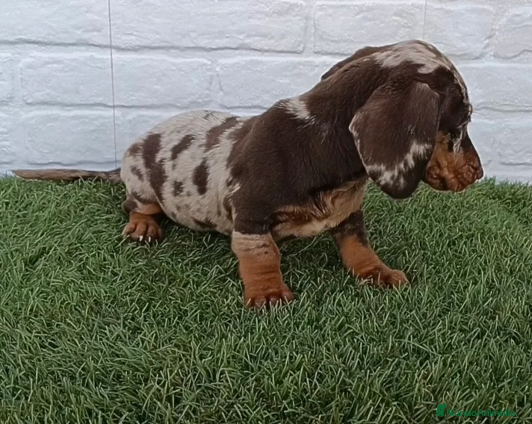 Teckel Miniatura perros en venta: Cachorro de Teckel arlequín chocolate miniatura  - Anuncio 6