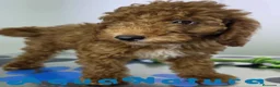 Caniche Enano perros en venta: Caniche Hembra de Barbie y Can (Ref 4138) - Anuncio 5