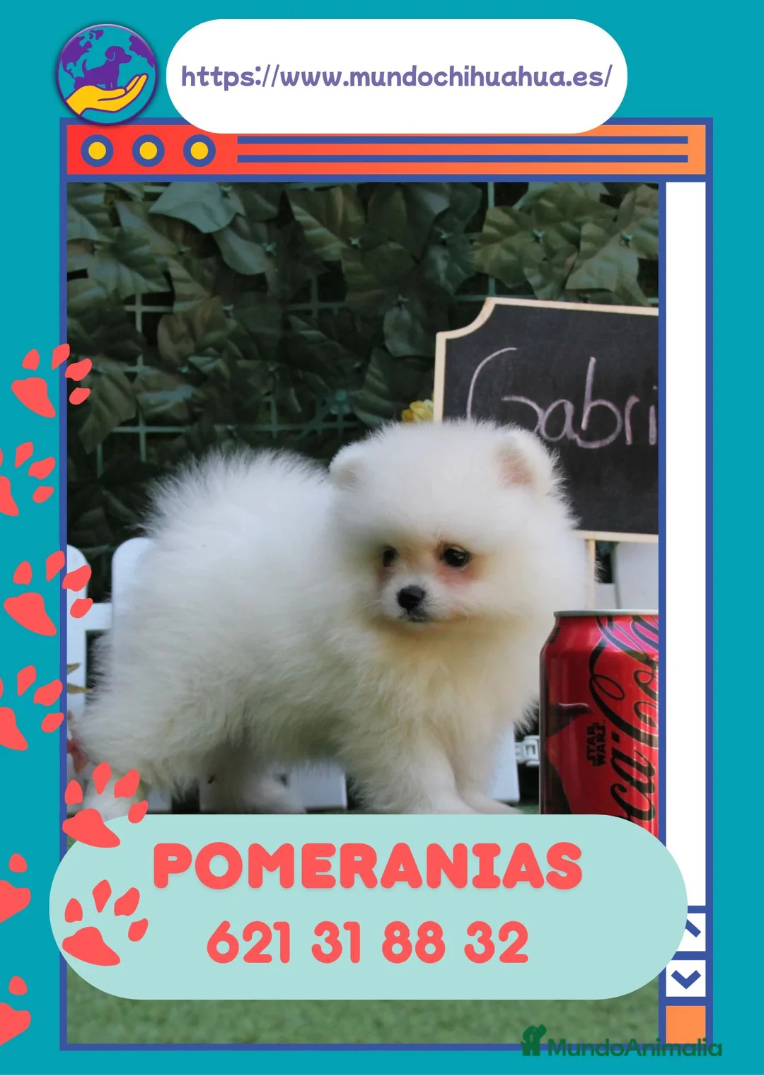 Pomerania perros en venta: Pomerania enanos auténticos 💖 - Anuncio 1