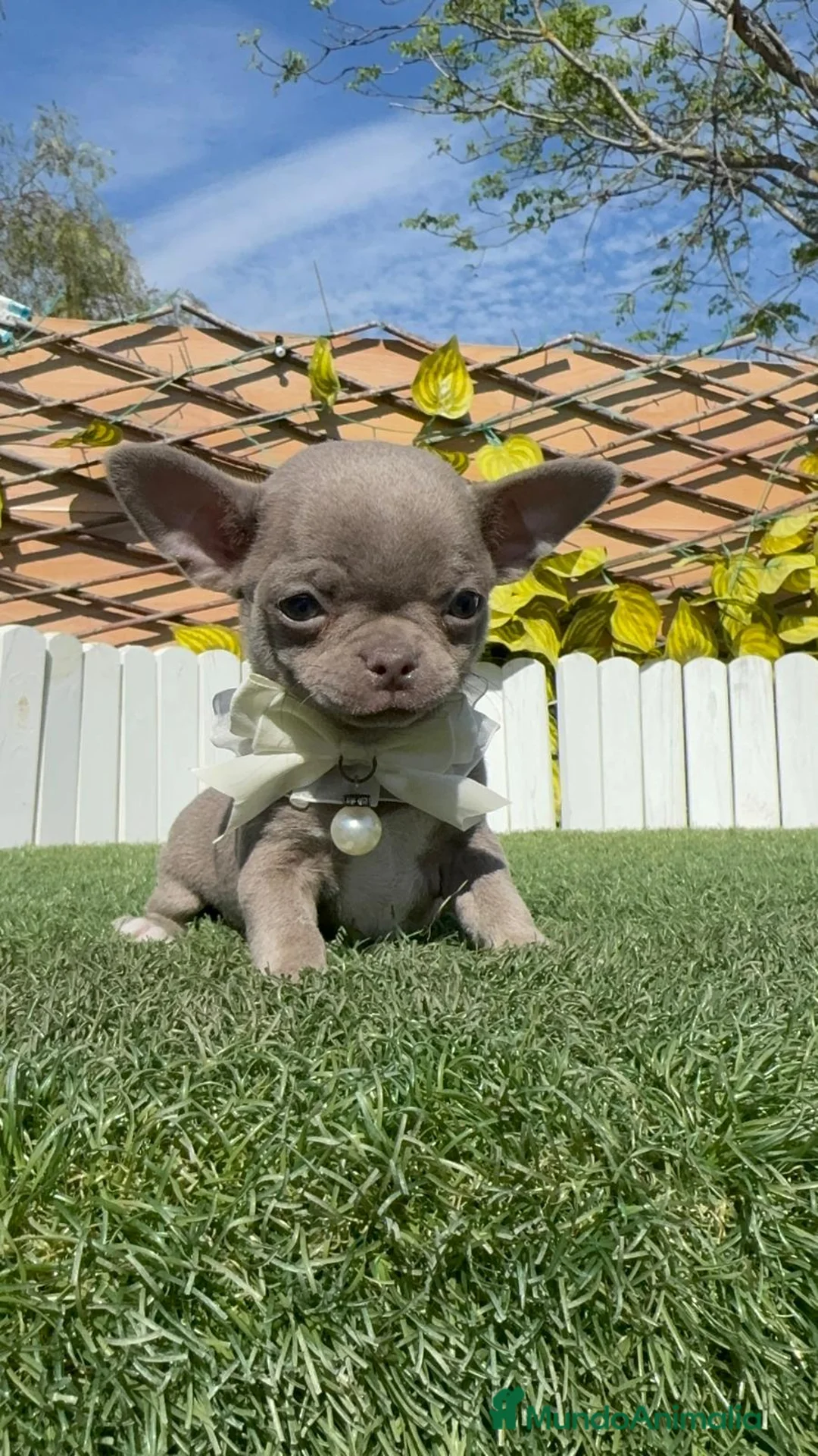 Chihuahua perros en venta: CHIHUAHUA MACHO - Anuncio 1