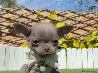 Chihuahua perros CHIHUAHUA MACHO - Anuncio 1