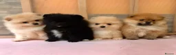 Pomerania perros en venta: Pomerania mini  - Anuncio 3