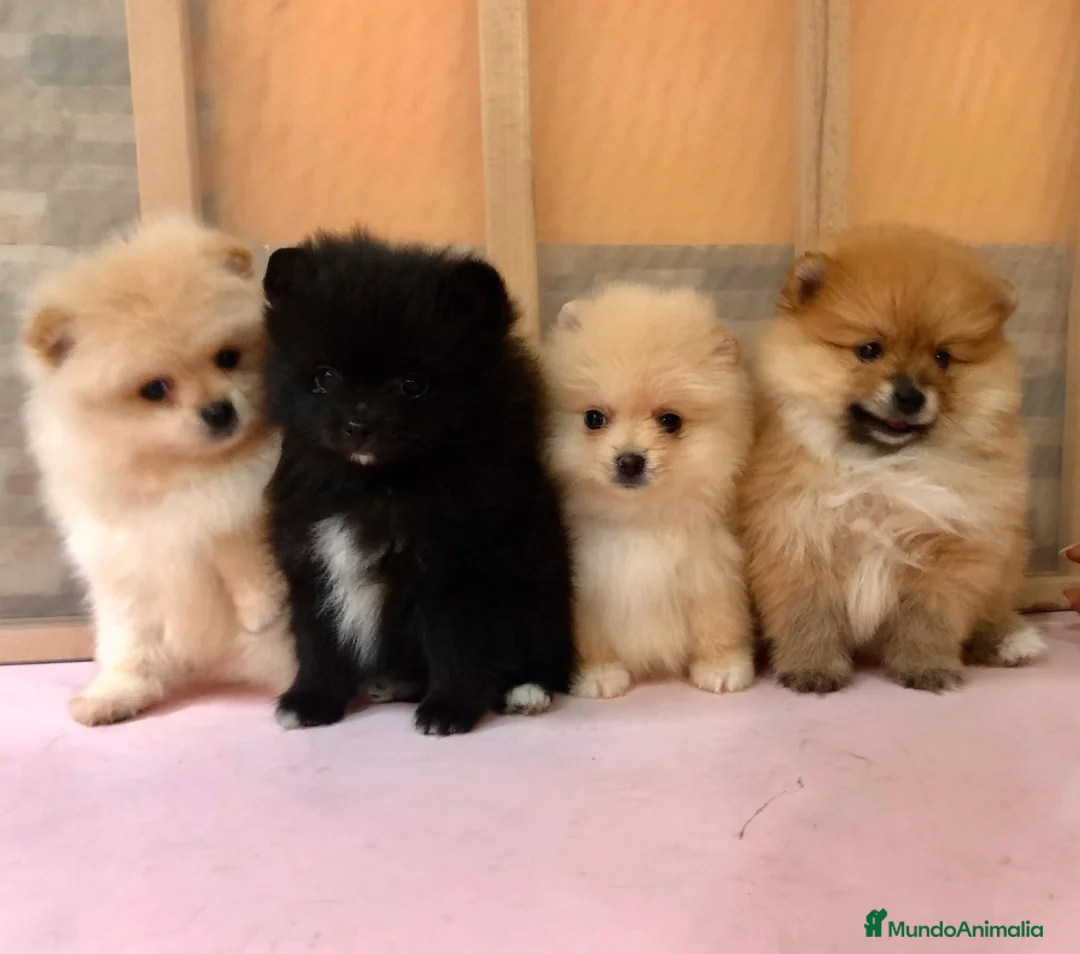 Pomerania perros en venta: Pomerania mini  - Anuncio 3