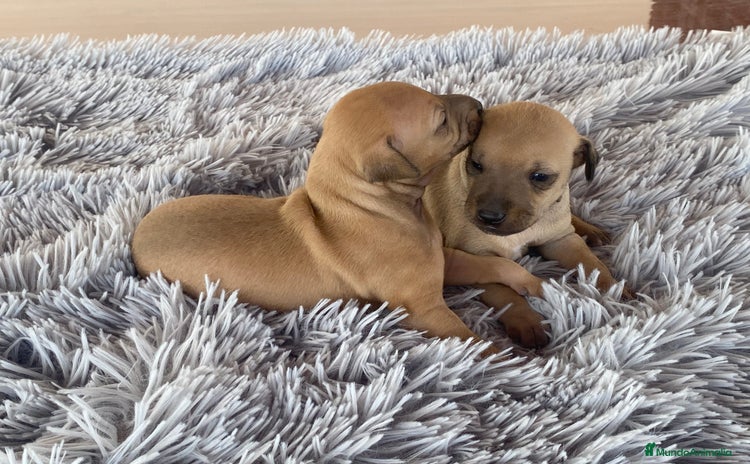 Pequeño Lebrel Italiano perros - Anuncio 6