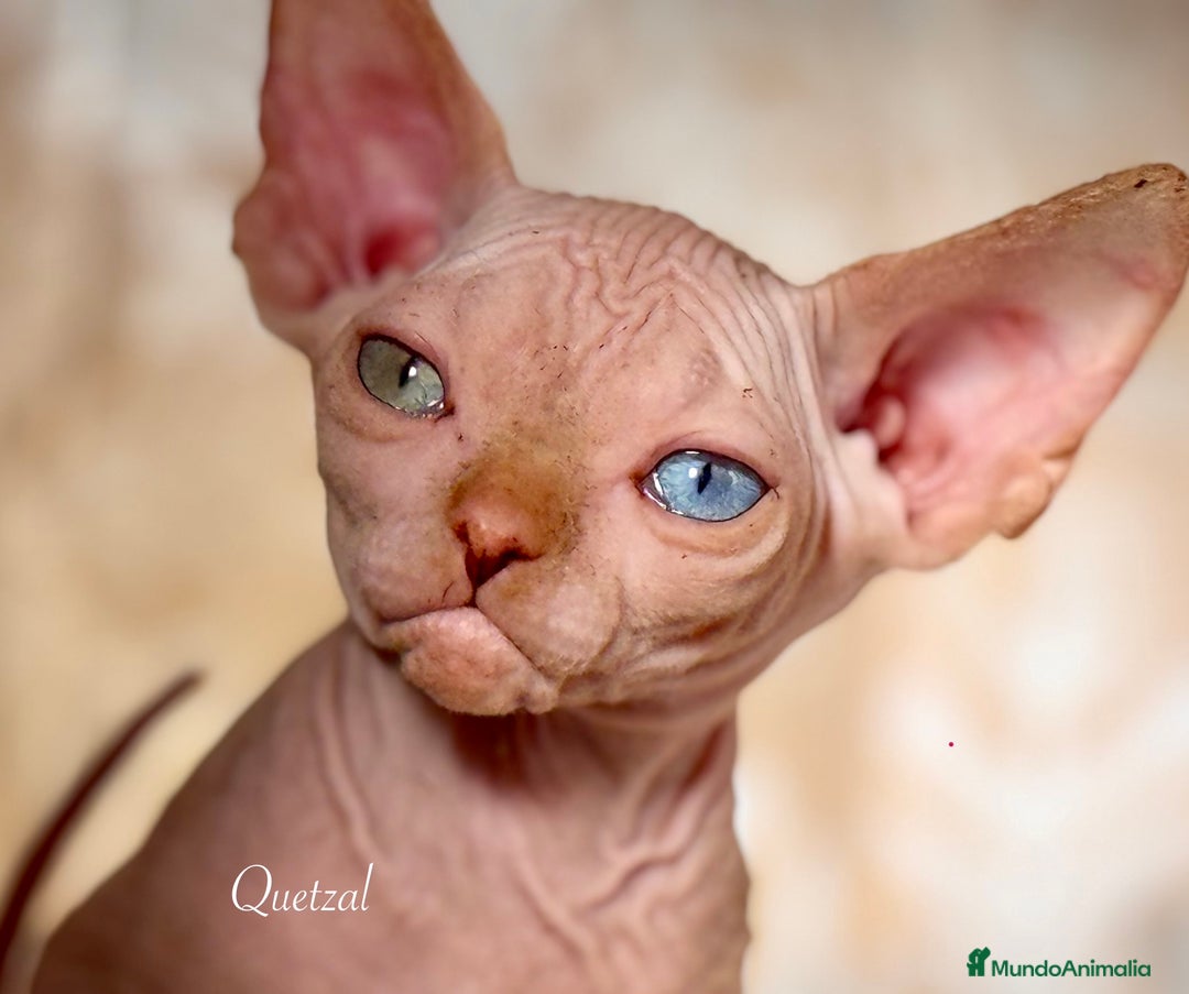 Sphynx gatos en venta: Sphynx calidad  - Anuncio 10