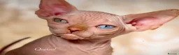 Sphynx gatos en venta: Sphynx calidad  - Anuncio 10