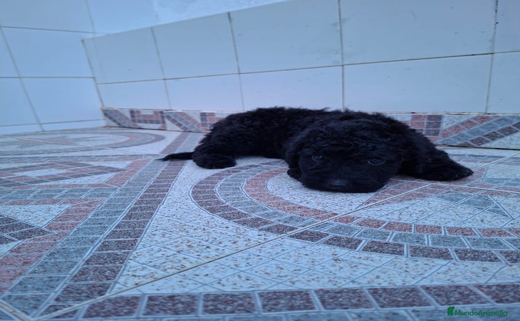 Perro de Agua Español perros - Anuncio 1