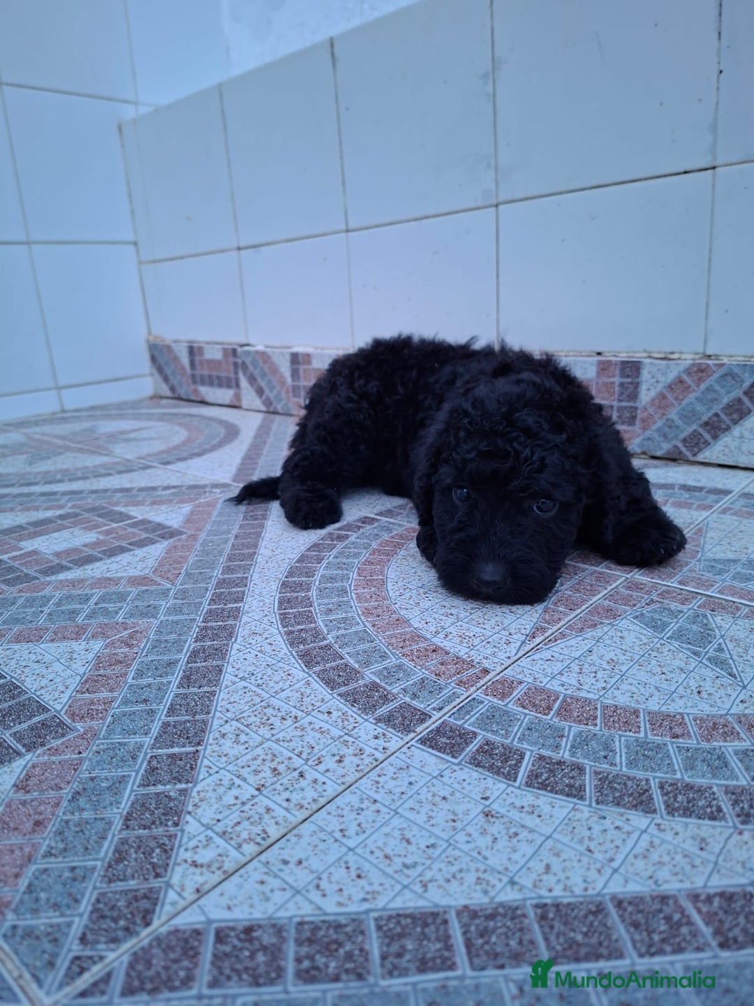 Perro de Agua Español perros en venta: Excelente camada de perro de Agua Español  - Imagen 1