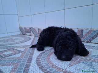 Perro de Agua Español perros - Anuncio 1