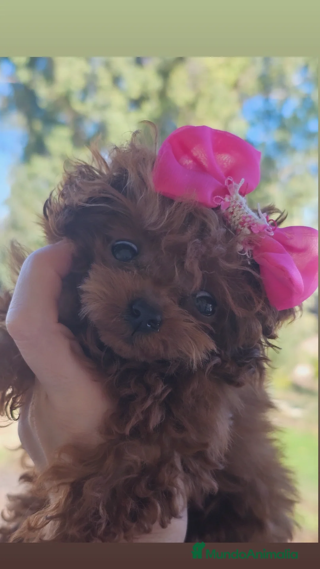 Caniche Toy perros en venta: CANICHE ASIÁTICO TEACUP - Anuncio 1