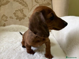 Teckel Miniatura perros - Anuncio 1