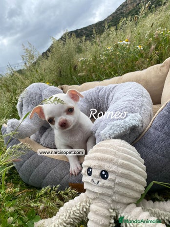 Chihuahua perros en Asturias - Anuncio 8