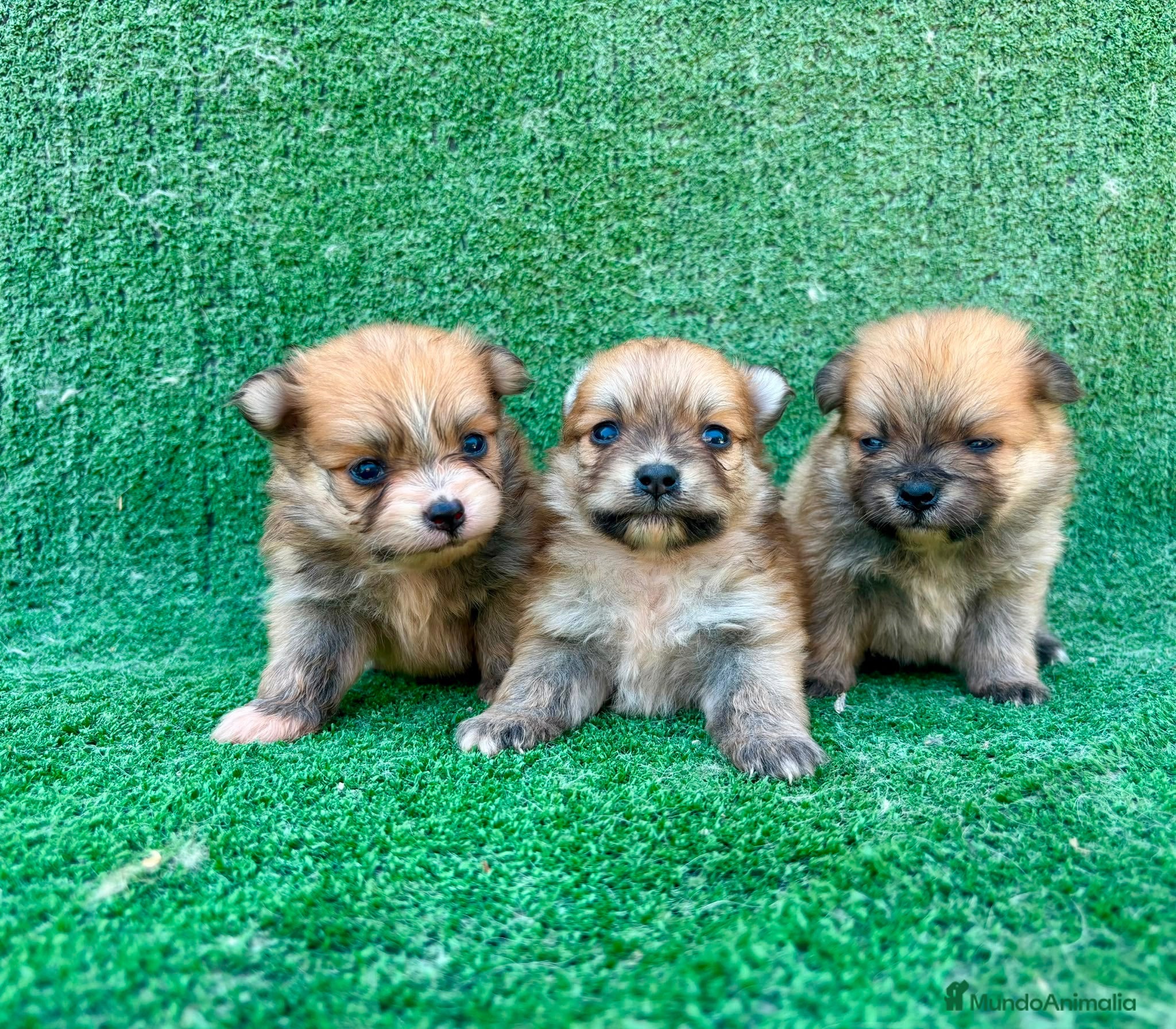 Pomerania perros PRECIOSOS POMERANIA MINI - Anuncio 6