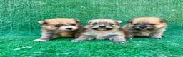 Pomerania perros en venta: PRECIOSOS POMERANIA MINI - Anuncio 1