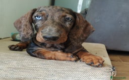 Teckel Miniatura perros en venta: TECKEL ARLEQUIN  ♂️ - Imagen 1