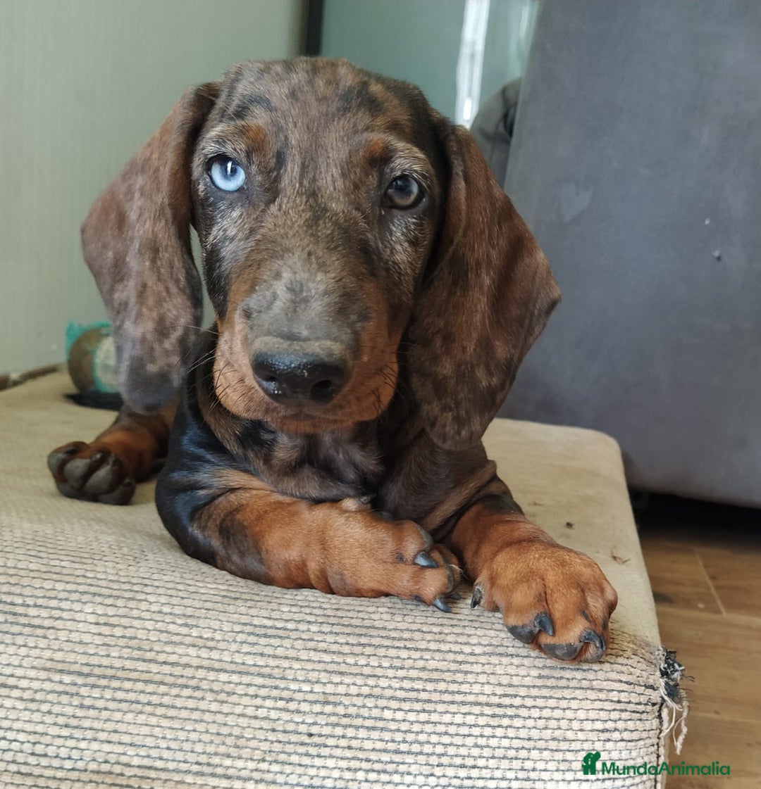 Teckel Miniatura perros en venta: TECKEL ARLEQUIN  ♂️ - Imagen 1