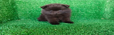 Pomerania 4