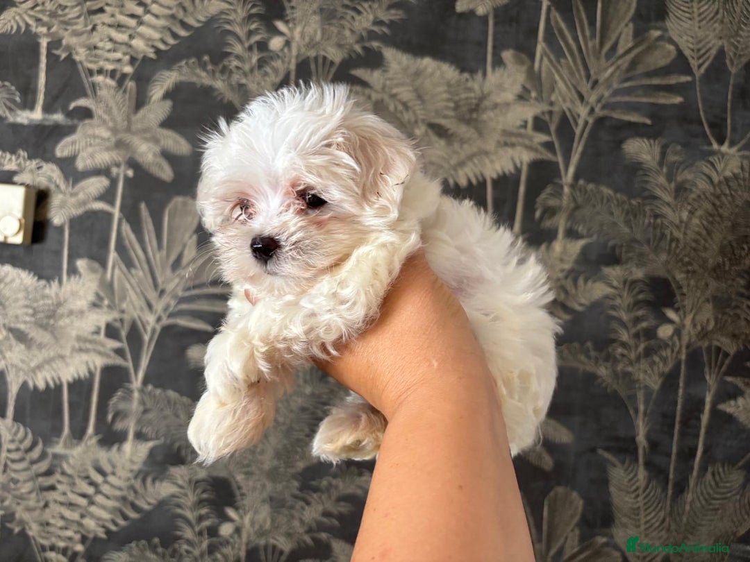 Bichón Maltés perros en venta: Bichón Maltés mini - Imagen 4