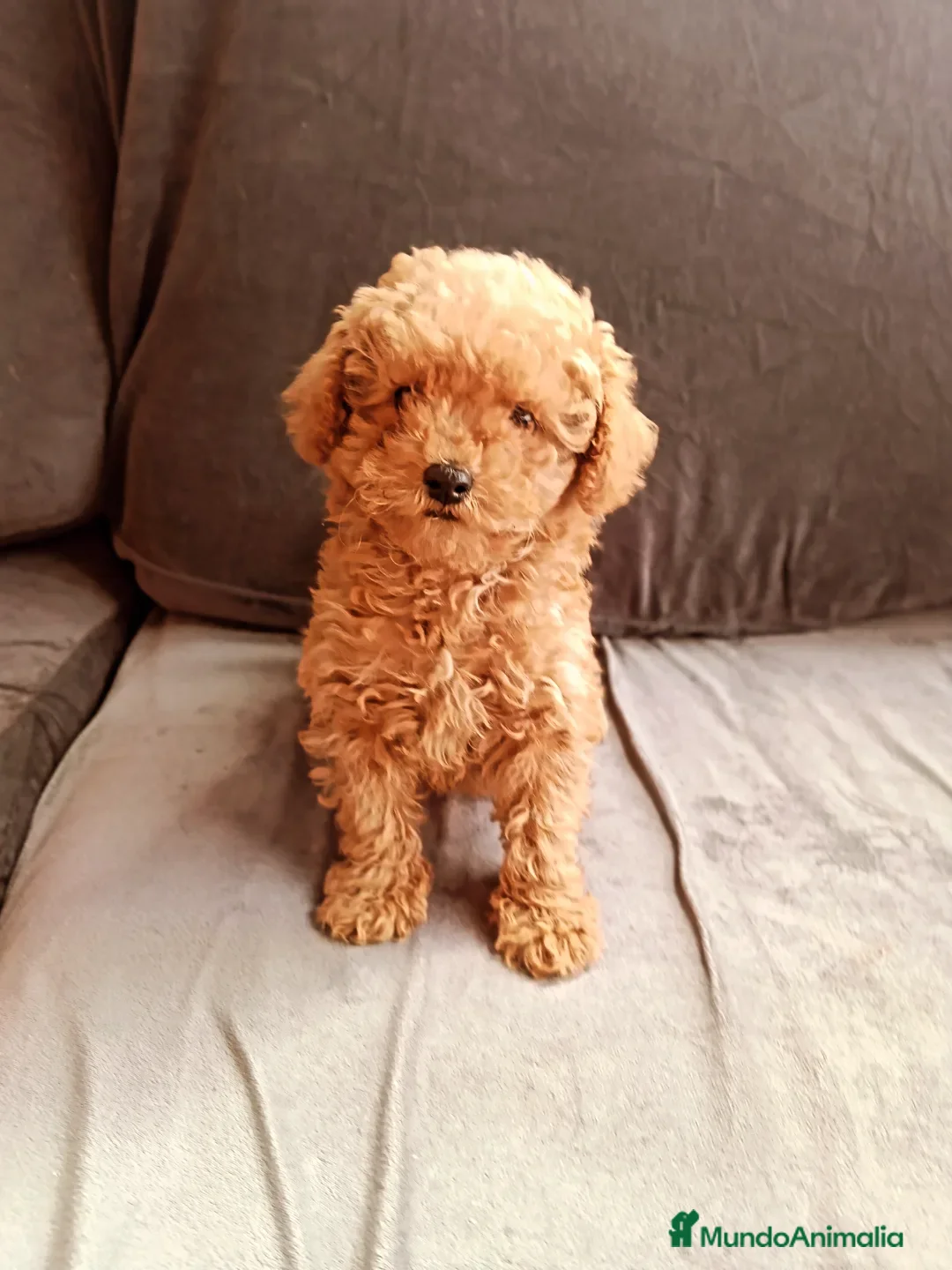 Caniche Toy perros en venta: Caniche toy - Anuncio 4