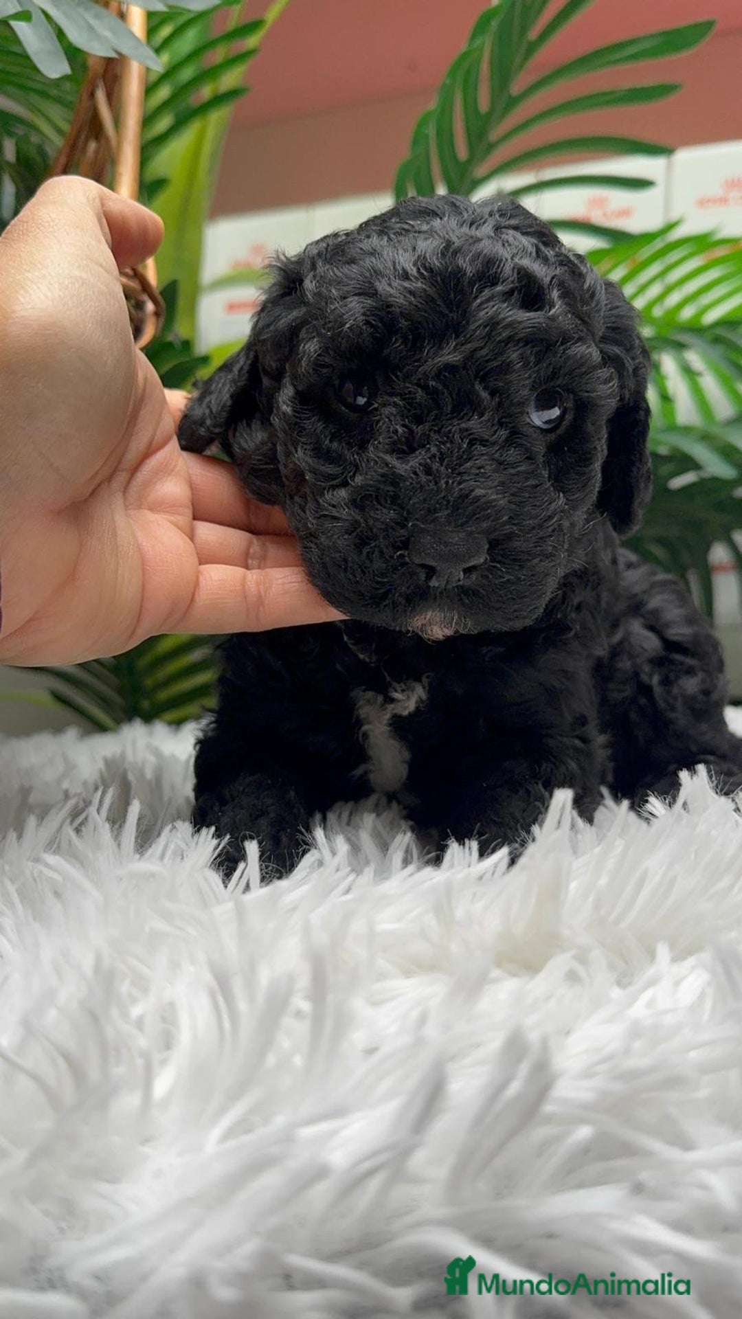 Perro de Agua Español perros en venta: PERRO DE AGUA ESPAÑOL - Anuncio 11