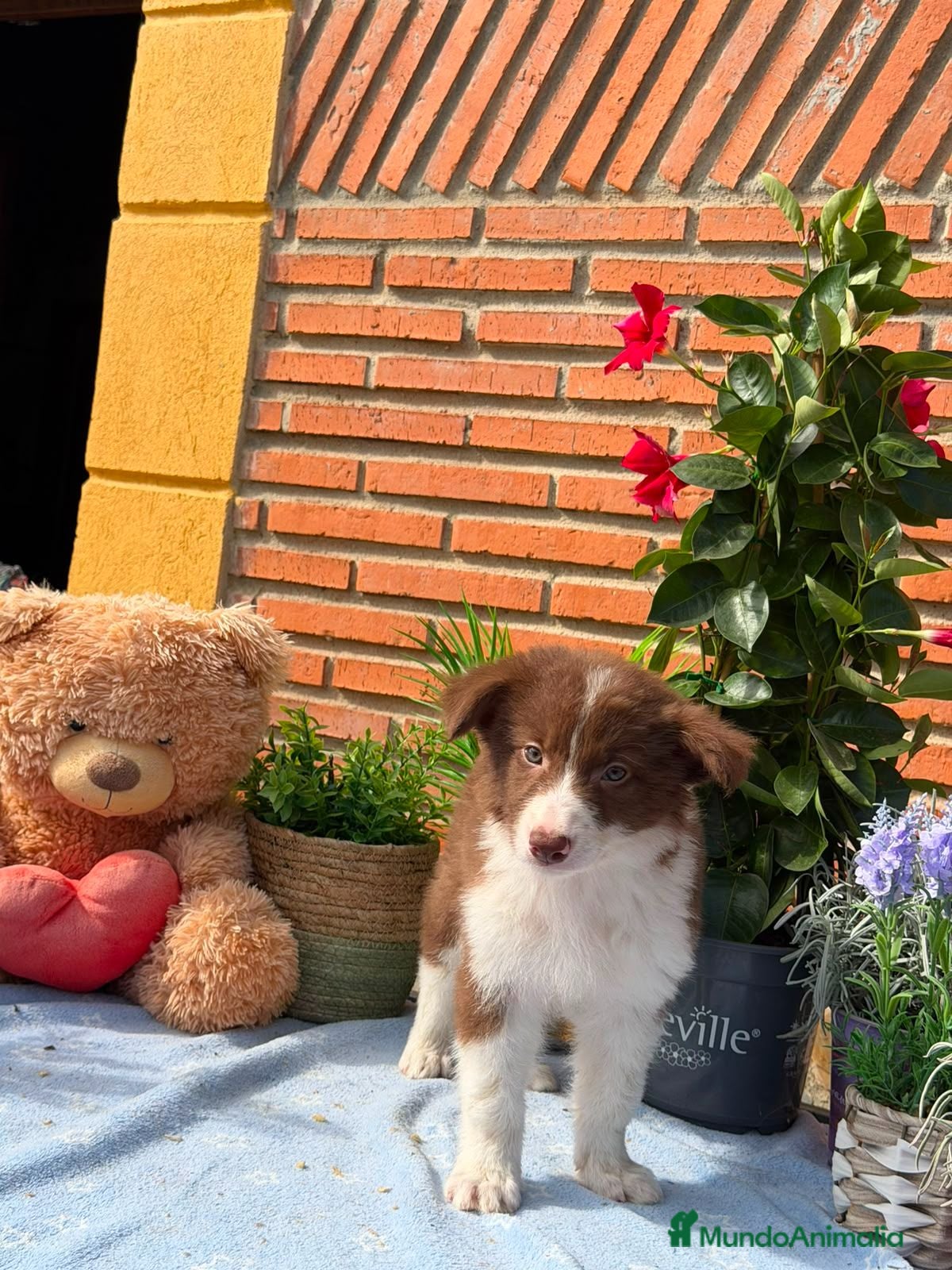 Border Collie perros Excelentes cachorros de border collie - Anuncio 2