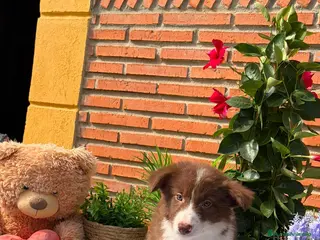 Border Collie perros Excelentes cachorros de border collie - Anuncio 2